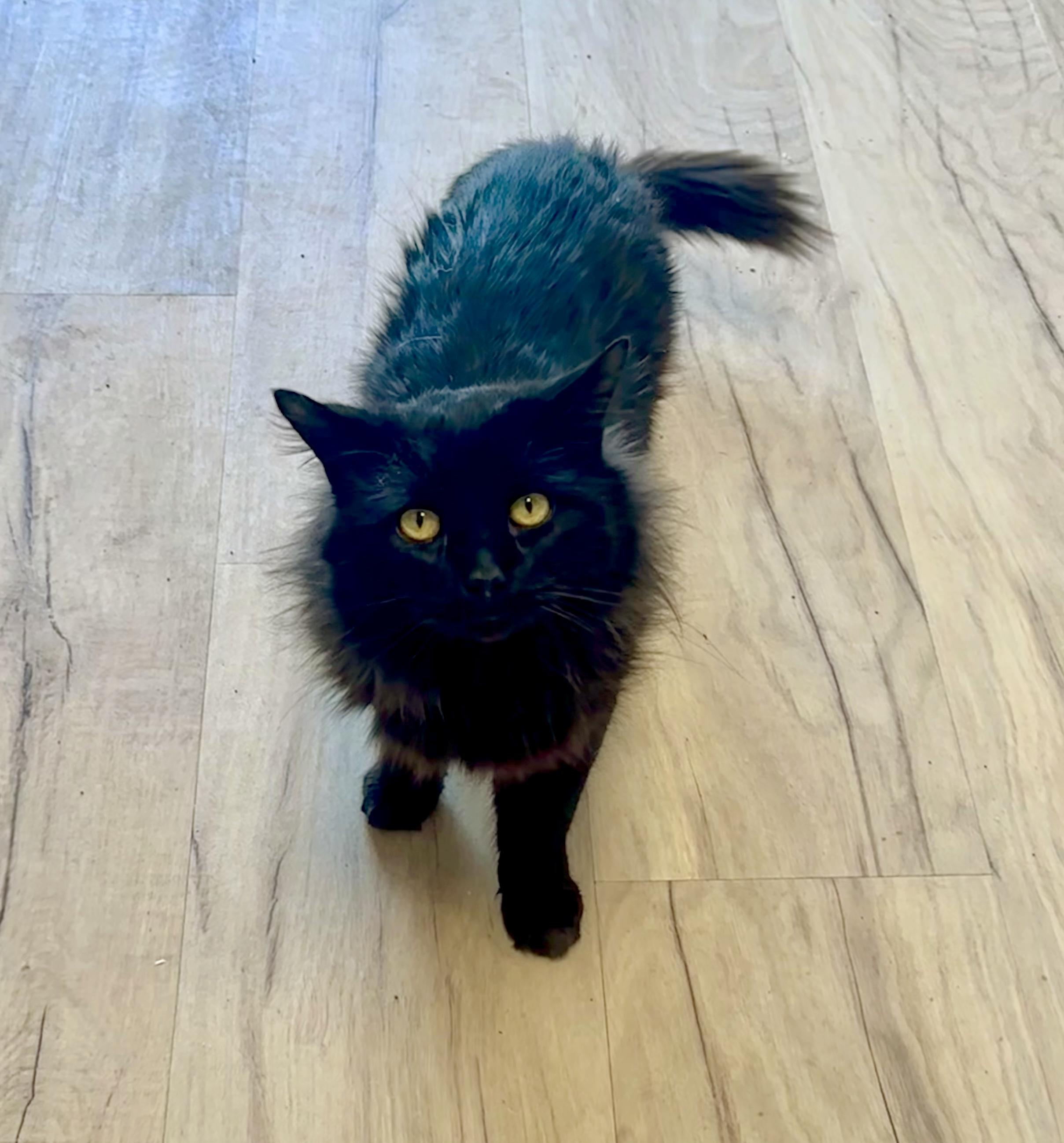 Enlarge Onyx, a ADOPTABLE Domestic Long Hair in Bethel, CT image 5/6