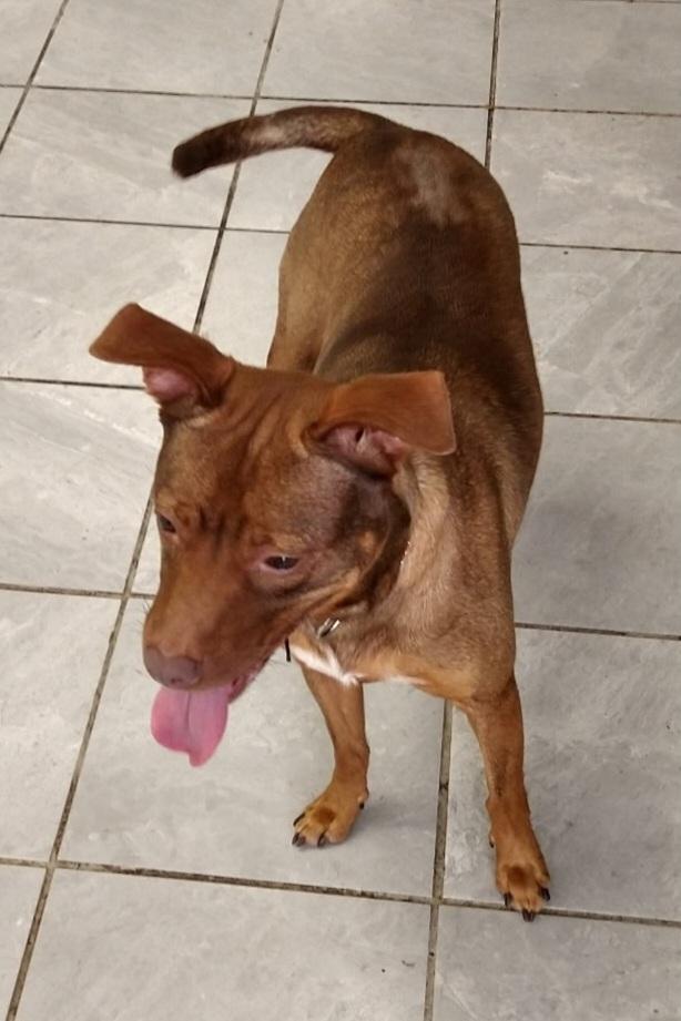 Peaches, Adult Female Miniature Pinscher