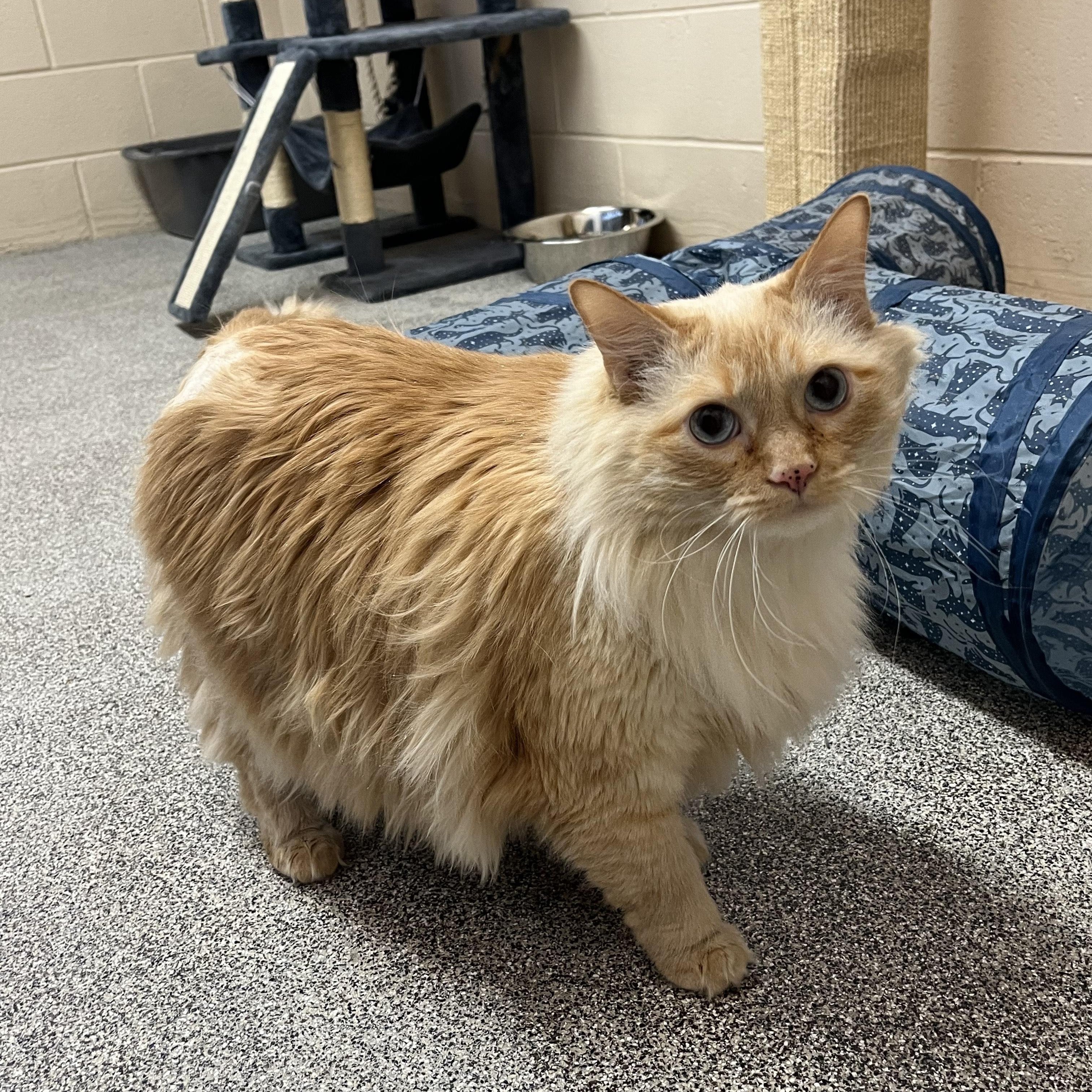 COCONUT SHRIMP, adopted, Adult Male Domestic Long Hair.