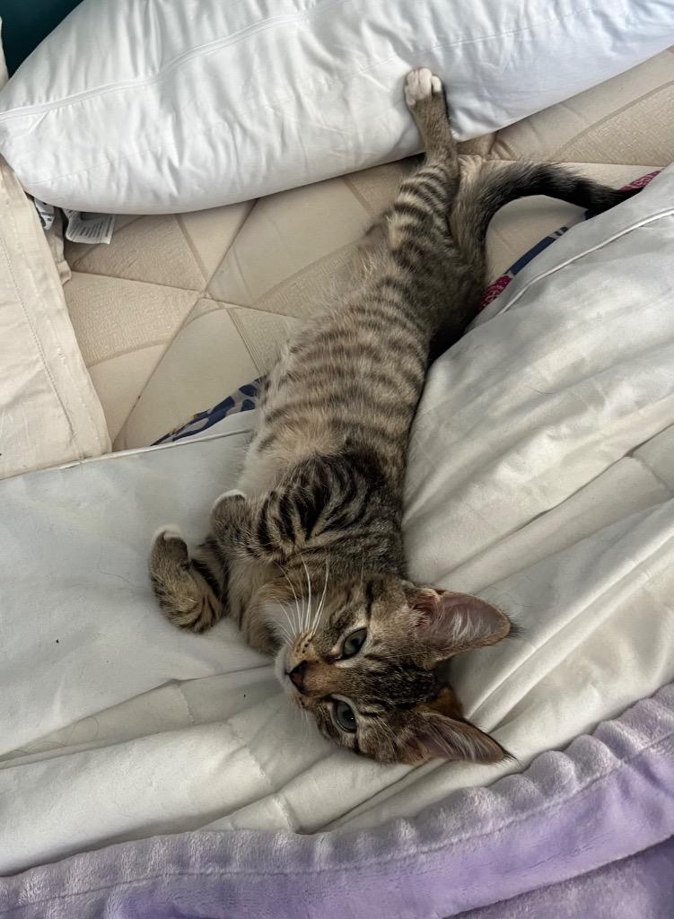 Big Boi, Adoptable, Kitten Male Domestic Short Hair.