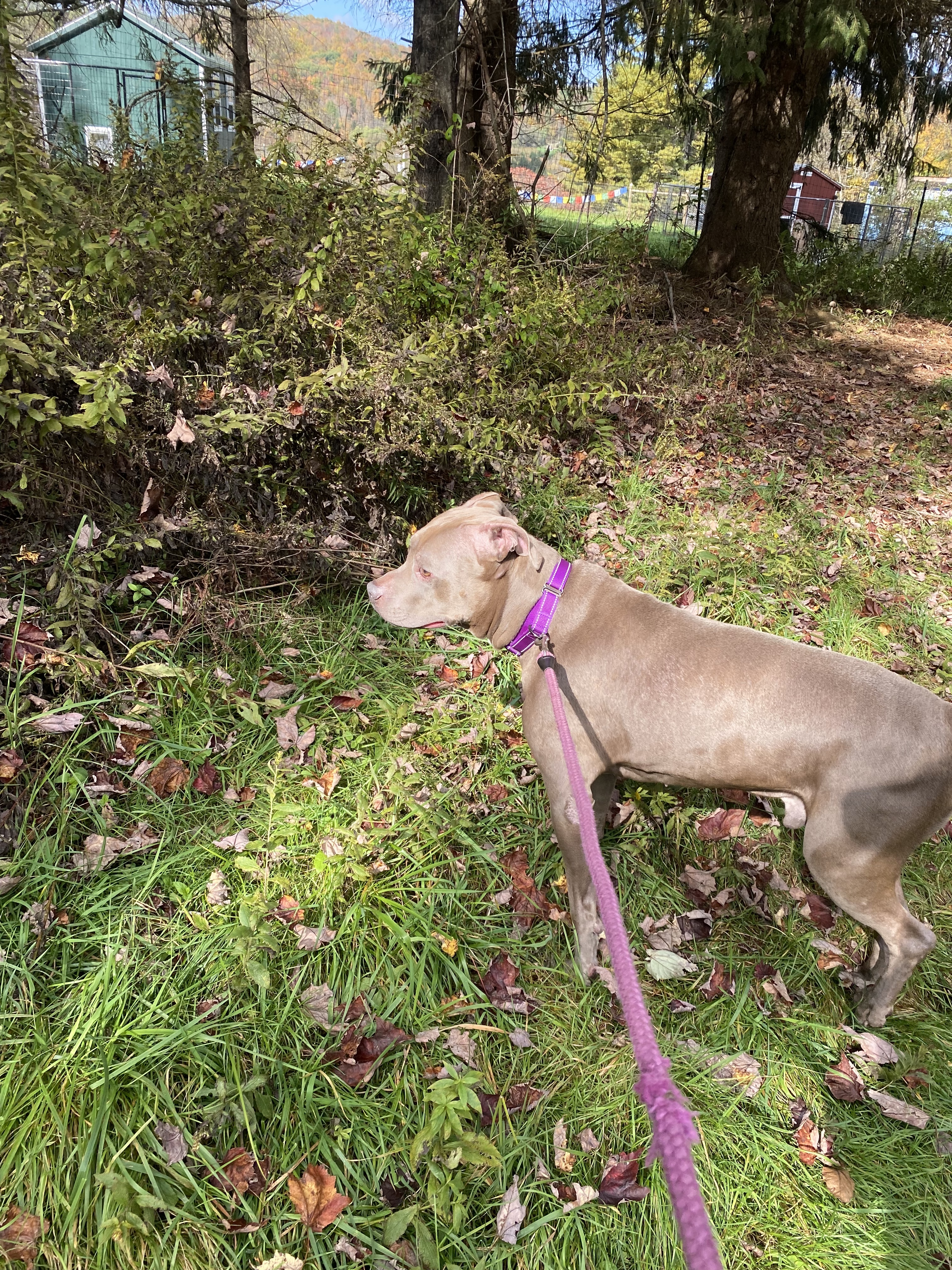 NACHO, a Adoptable mixed breed in Morris, NY image 1/10
