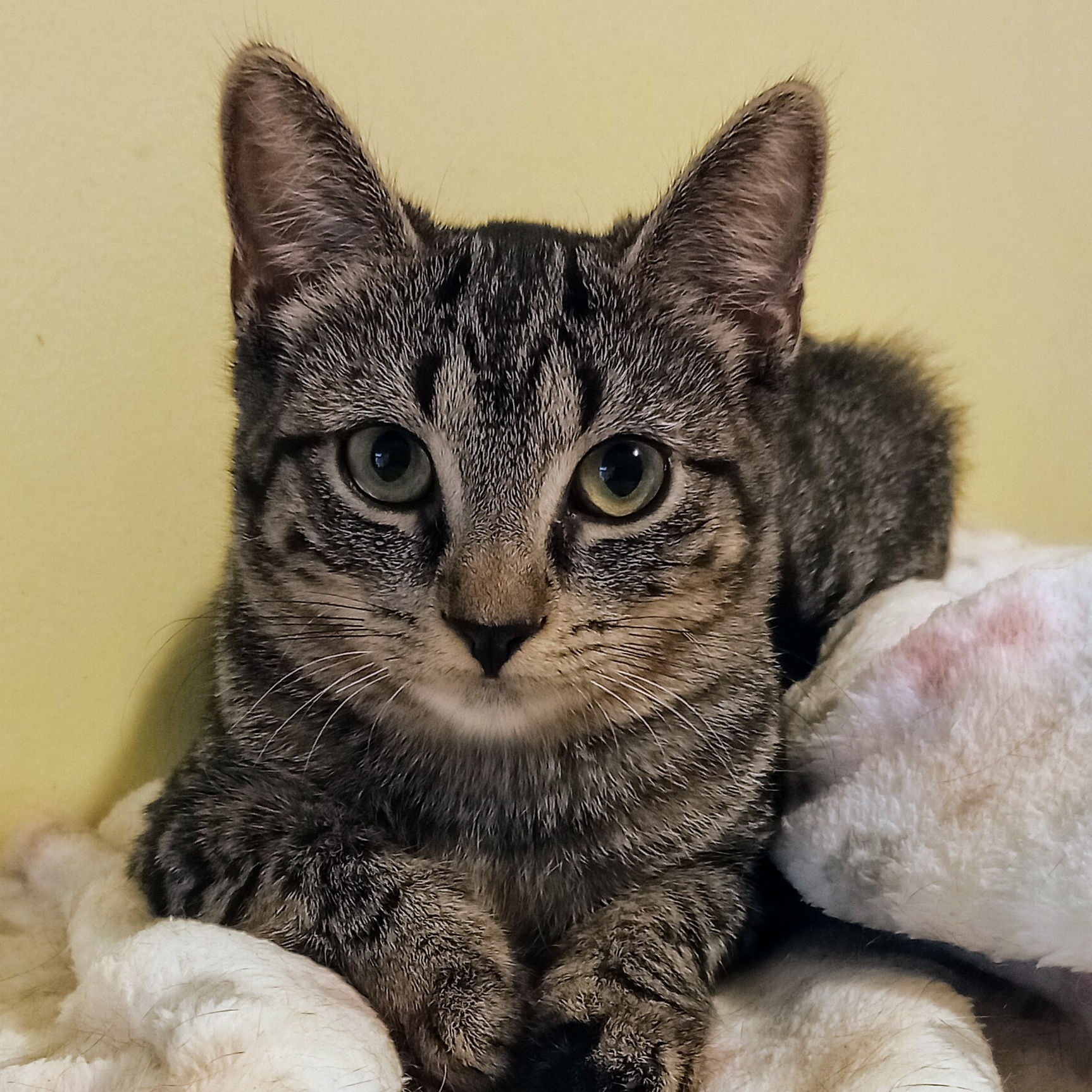 Yoyo and Ariel, a Adoptable Tabby in Syracuse, NY image 2/4