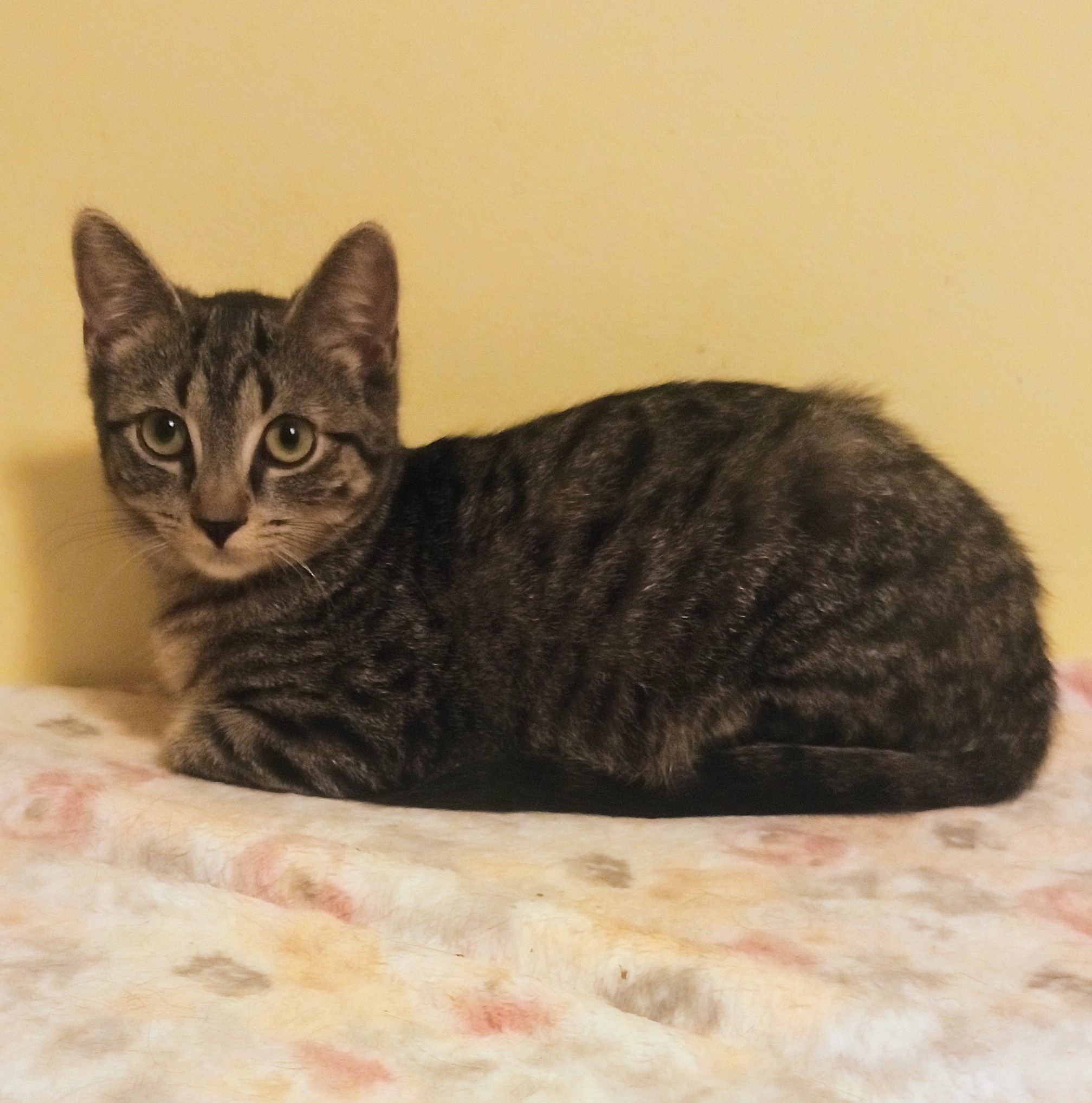 Yoyo and Ariel, a Adoptable Tabby in Syracuse, NY image 4/4