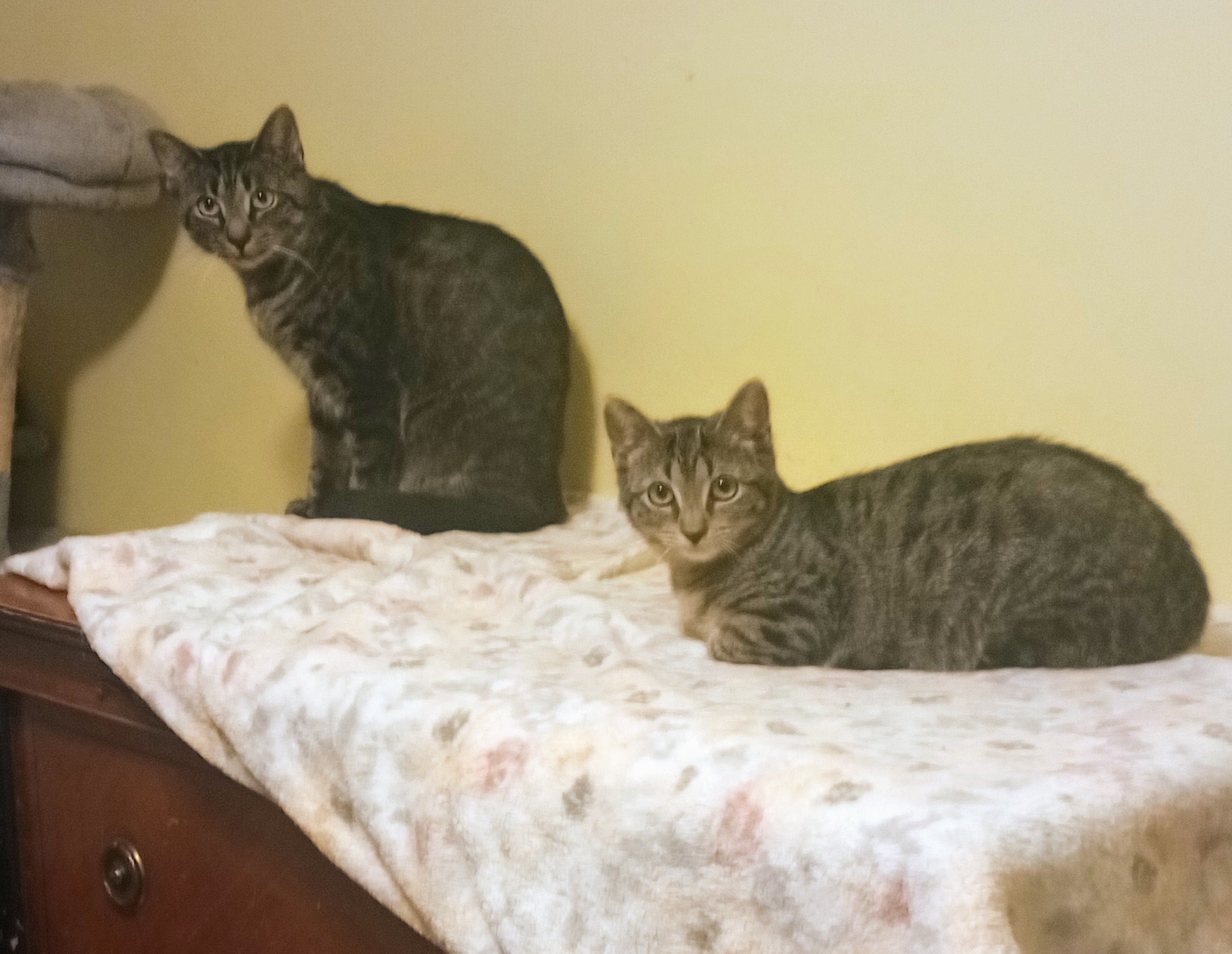Yoyo and Ariel, a Adoptable Tabby in Syracuse, NY image 1/4
