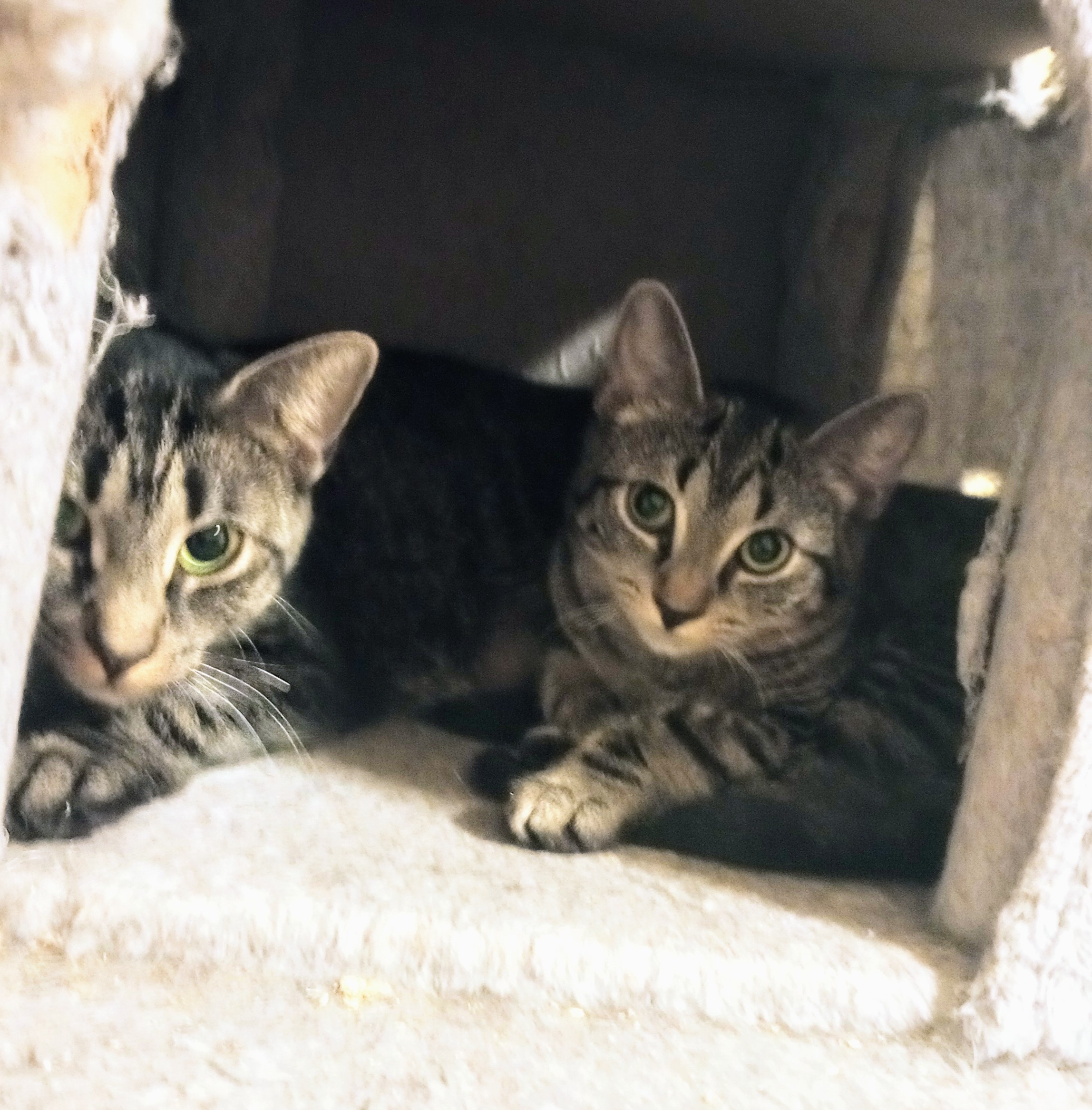 Yoyo and Ariel, a Adoptable Tabby in Syracuse, NY image 3/4