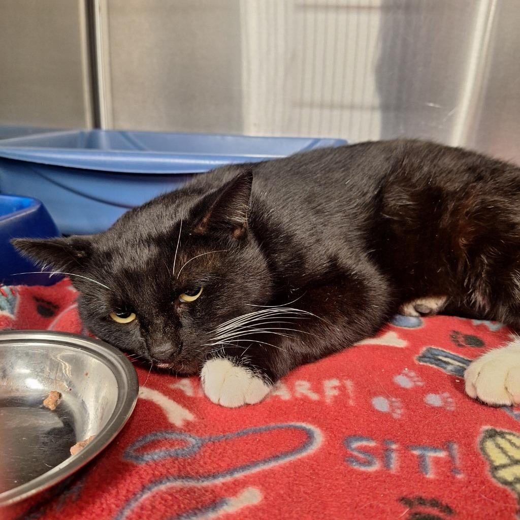 Raymond, Adoptable, Adult Male Domestic Short Hair.