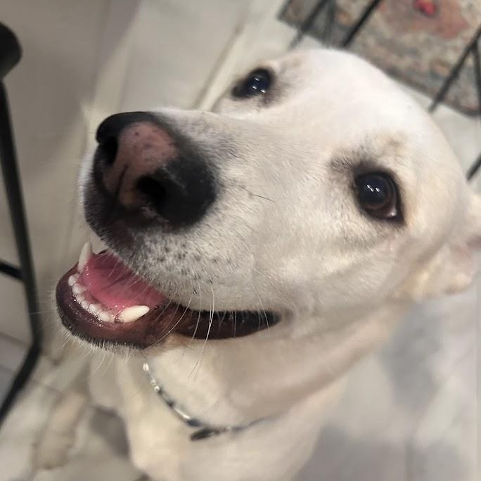 Ocho, an adoptable Labrador Retriever, German Shepherd Dog in Hermantown, MN, 55811 | Photo Image 3