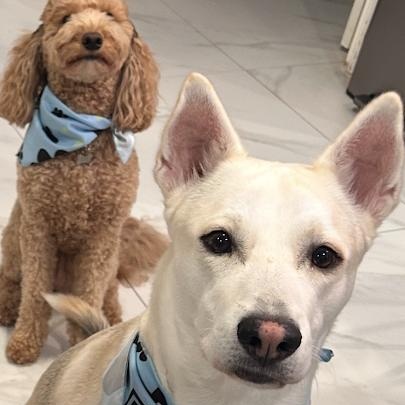 Ocho, an adoptable Labrador Retriever, German Shepherd Dog in Hermantown, MN, 55811 | Photo Image 6