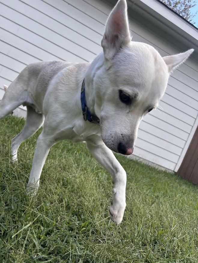 Ocho, an adoptable Labrador Retriever, German Shepherd Dog in Hermantown, MN, 55811 | Photo Image 2