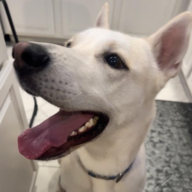 Ocho, an adoptable Labrador Retriever, German Shepherd Dog in Hermantown, MN, 55811 | Photo Image 1