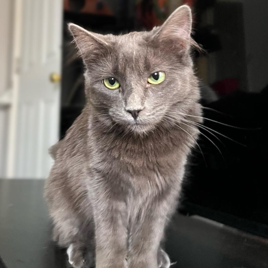 Marie Antoinette — thumbnail 3