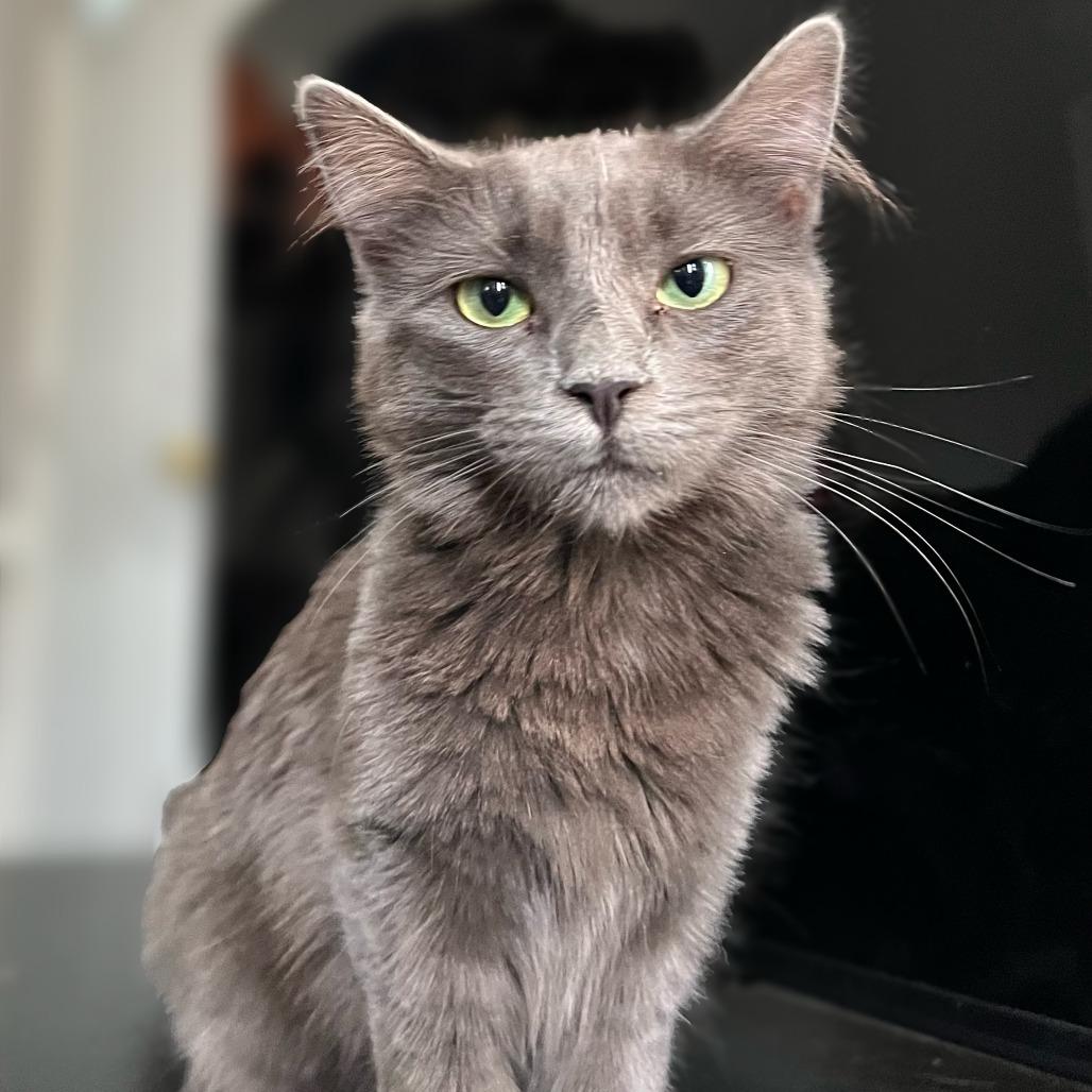 Marie Antoinette — thumbnail 4