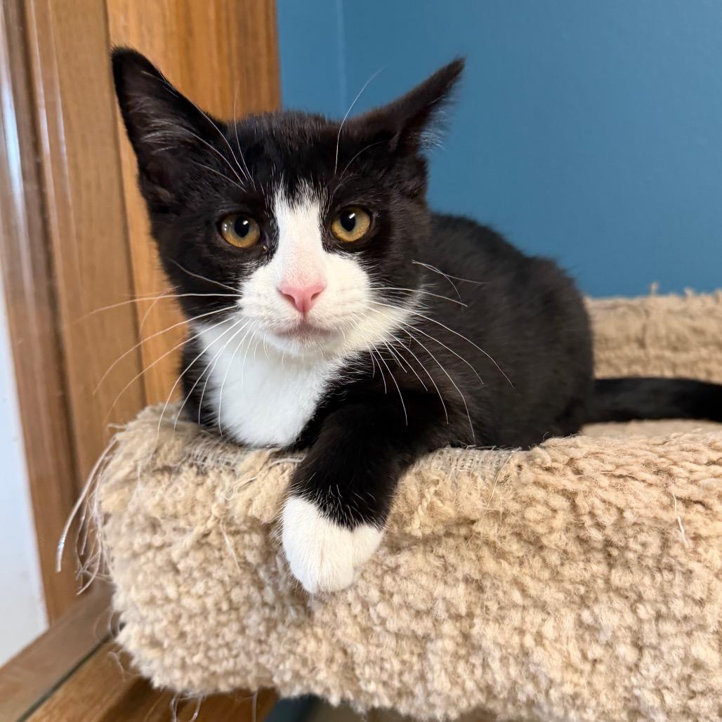 Enlarge Beef, a Adoptable Domestic Short Hair in Milford, IA image 1/4
