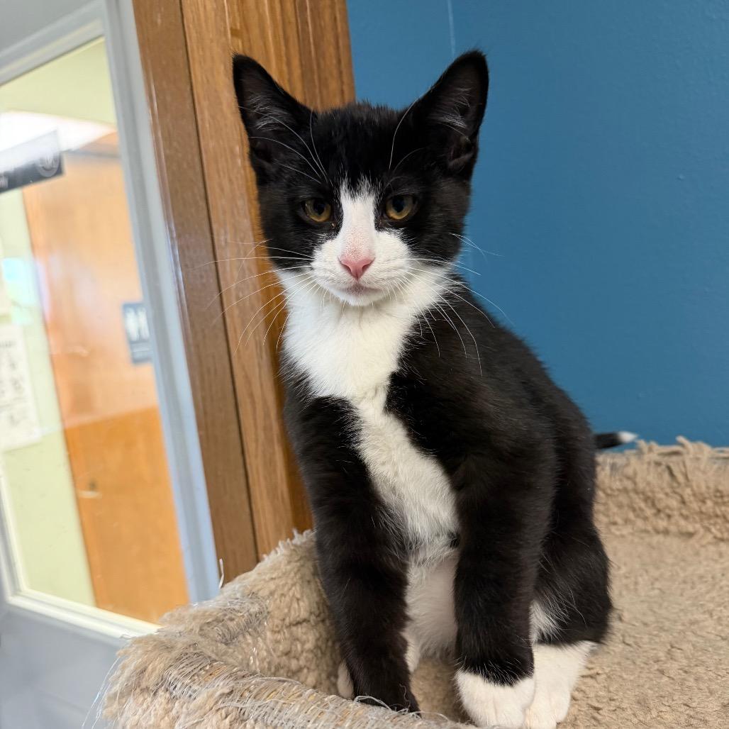 Enlarge Beef, a Adoptable Domestic Short Hair in Milford, IA image 2/4