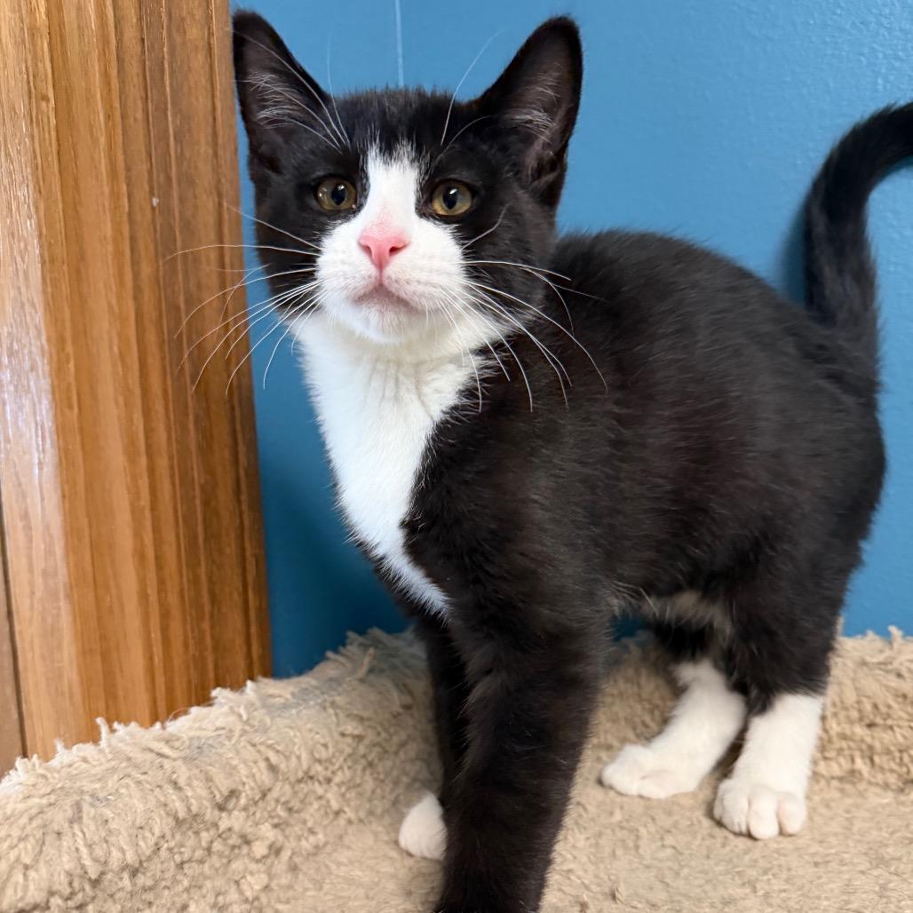 Enlarge Beef, a Adoptable Domestic Short Hair in Milford, IA image 3/4
