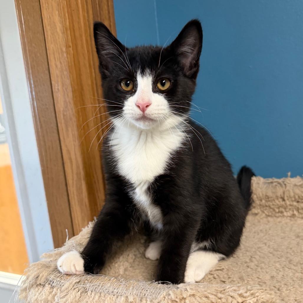Enlarge Beef, a Adoptable Domestic Short Hair in Milford, IA image 4/4