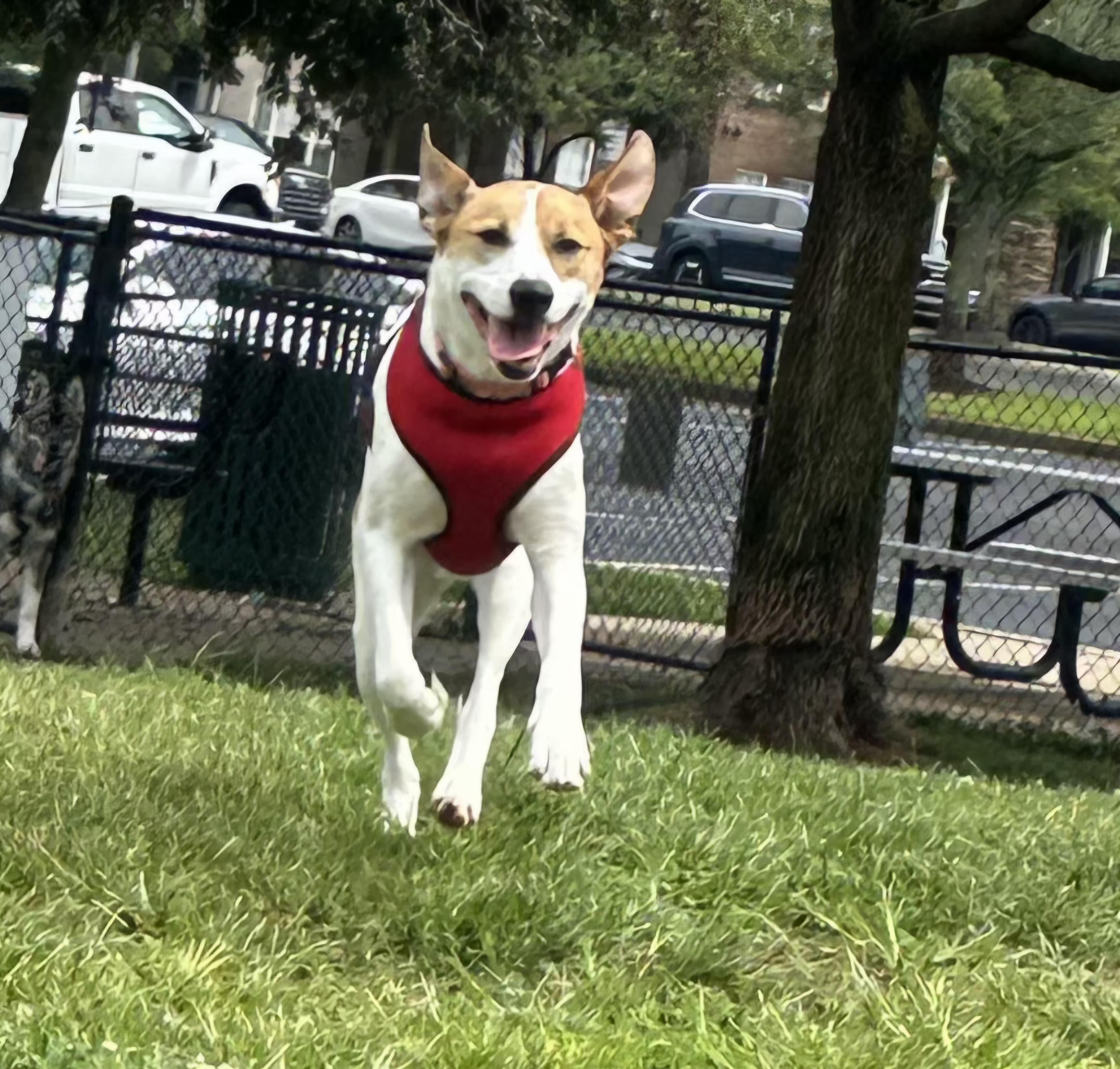 Enlarge Bailey, a ADOPTABLE mixed breed in Lexington, KY image 1/4