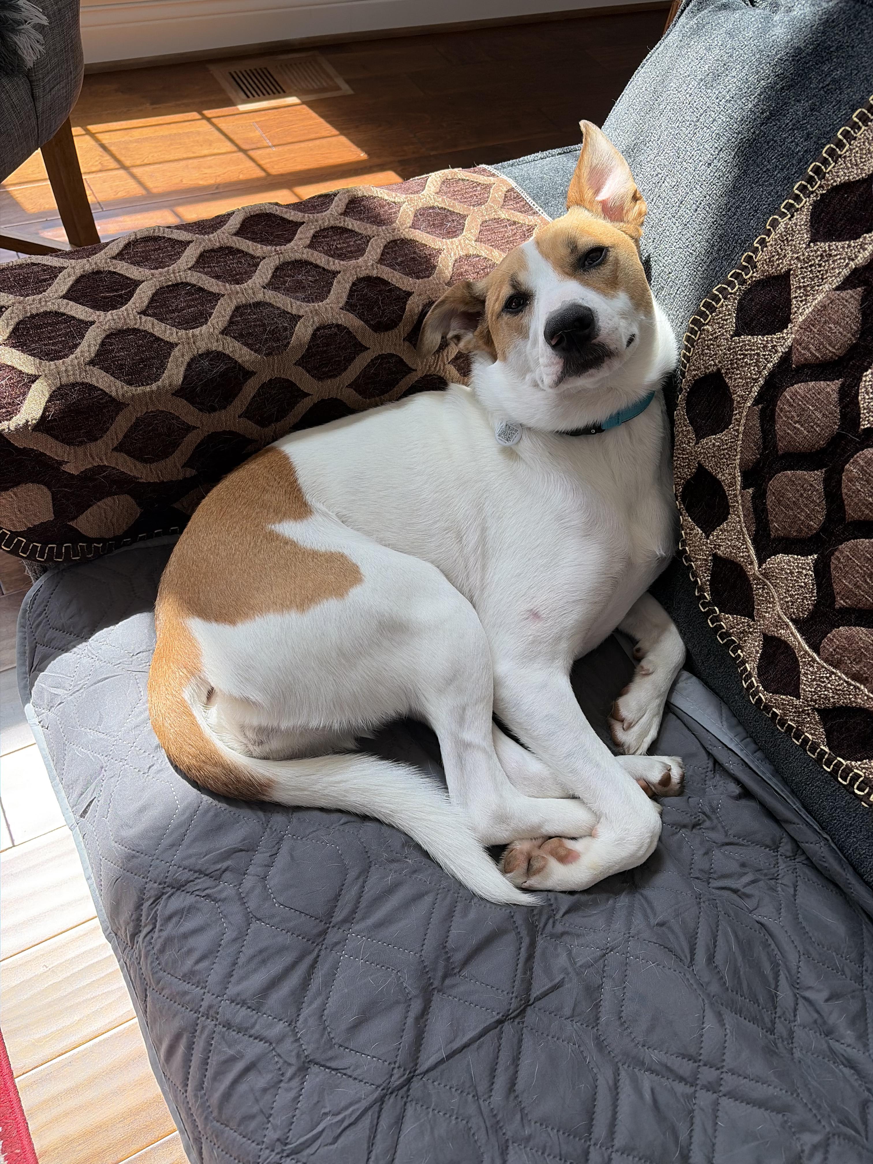 Enlarge Bailey, a ADOPTABLE mixed breed in Lexington, KY image 4/4