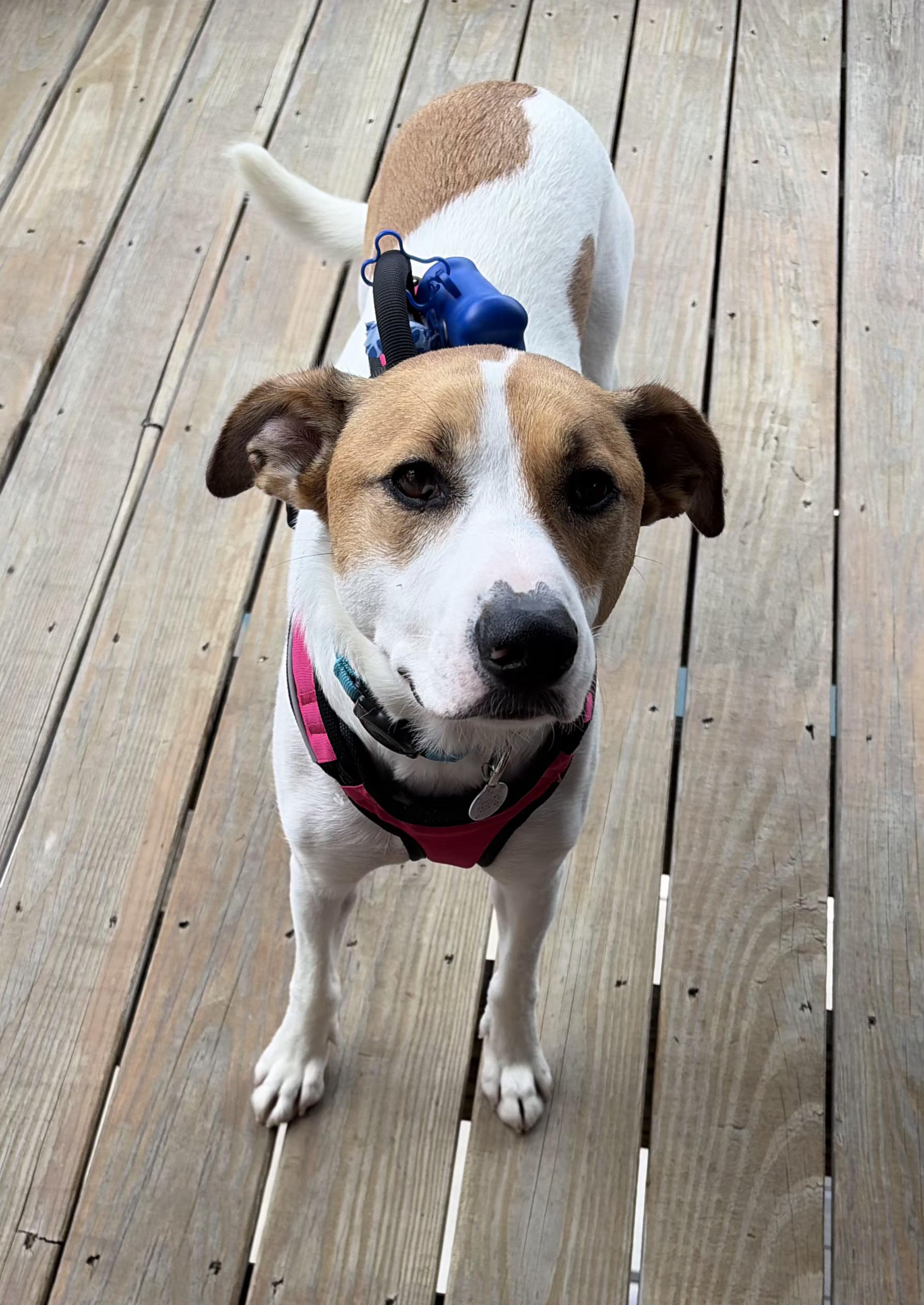 Enlarge Bailey, a ADOPTABLE mixed breed in Lexington, KY image 2/4