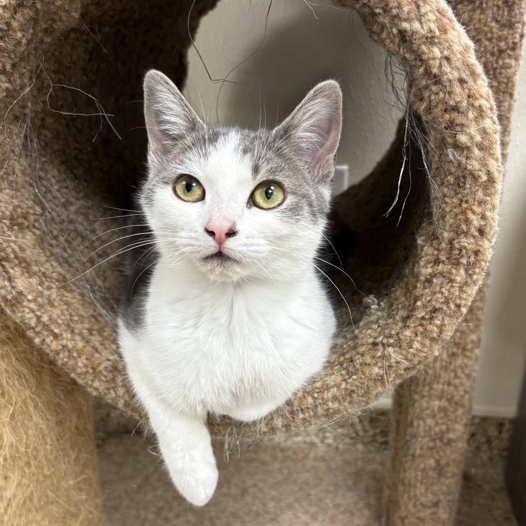 Enlarge LMC #1 (Lieutenant), a Adoptable Domestic Short Hair in Donalsonville, GA image 1/2