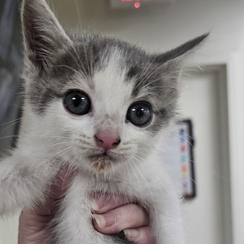 Enlarge LMC #1 (Lieutenant), a Adoptable Domestic Short Hair in Donalsonville, GA image 2/2