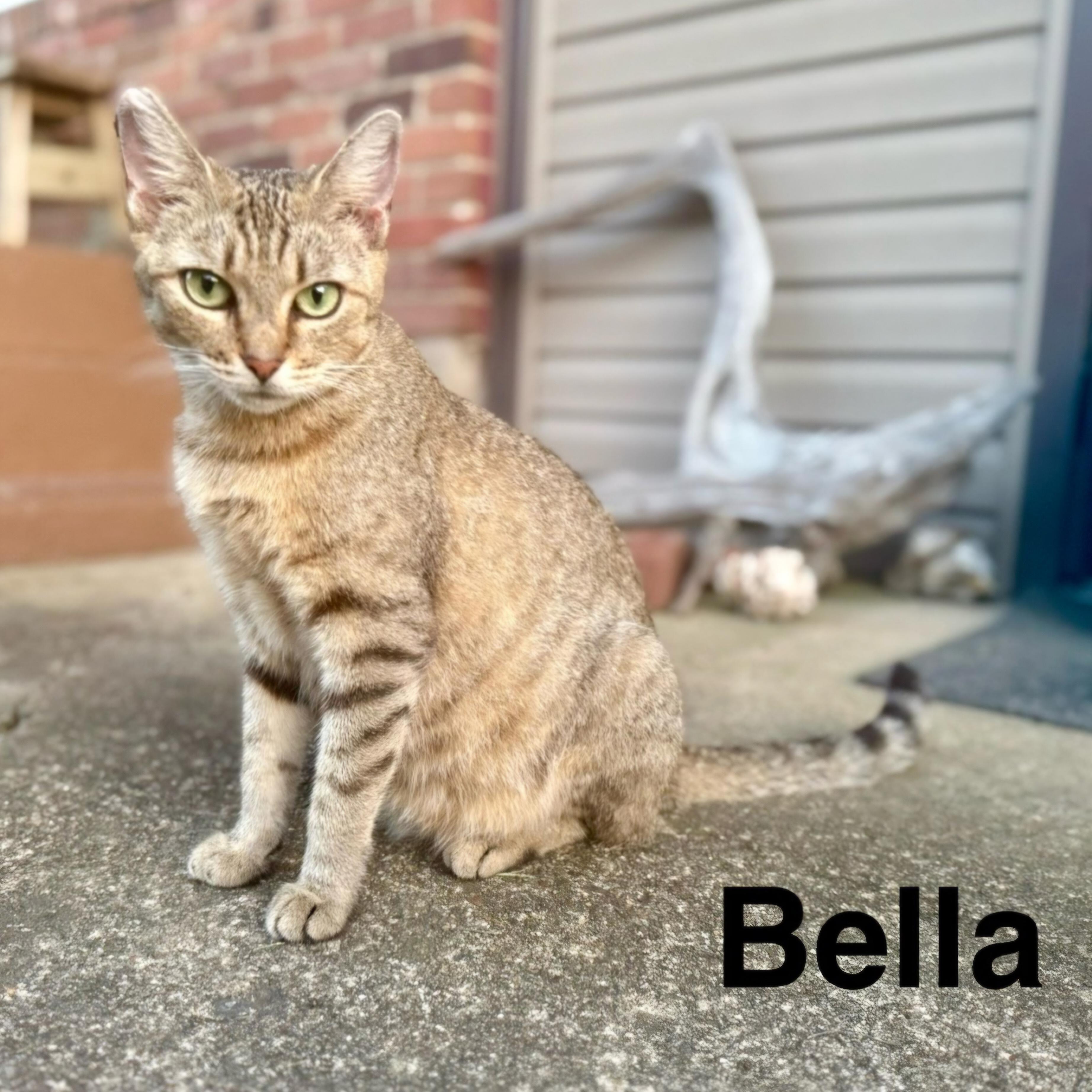 Enlarge Bella, a ADOPTABLE Domestic Short Hair in Nashville, TN image 4/4