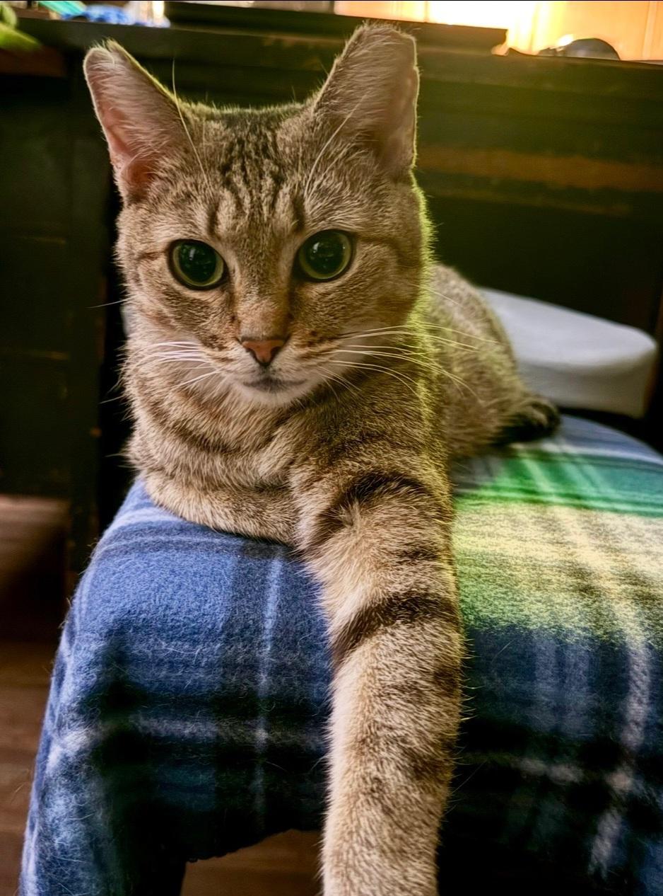 Enlarge Bella, a ADOPTABLE Domestic Short Hair in Nashville, TN image 1/4