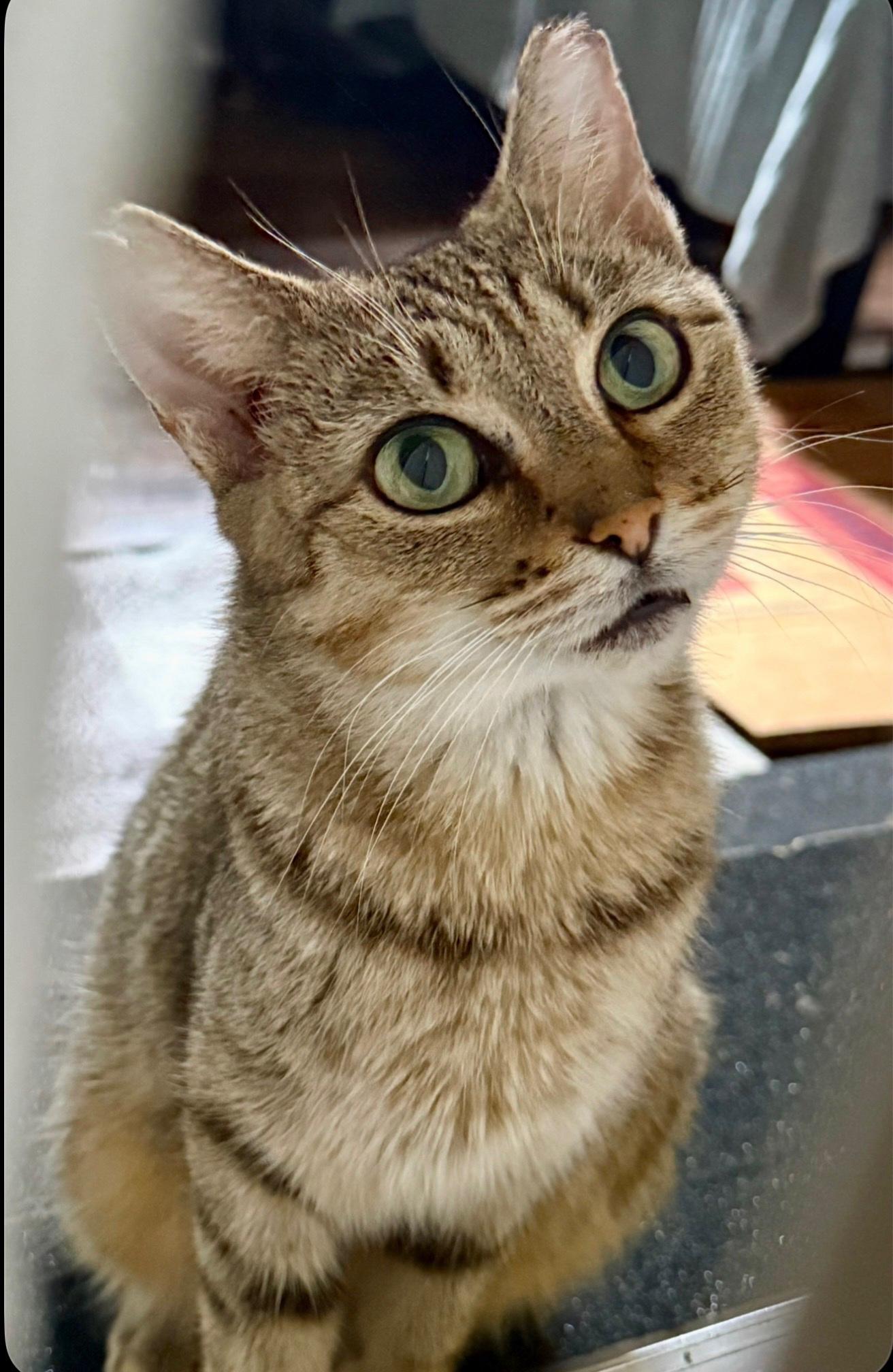 Enlarge Bella, a ADOPTABLE Domestic Short Hair in Nashville, TN image 2/4