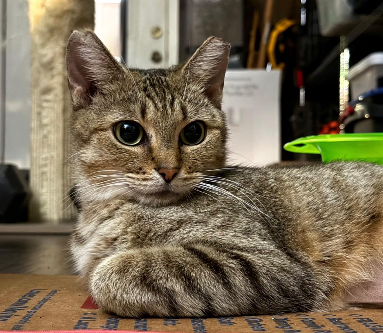 Enlarge Bella, a ADOPTABLE Domestic Short Hair in Nashville, TN image 3/4