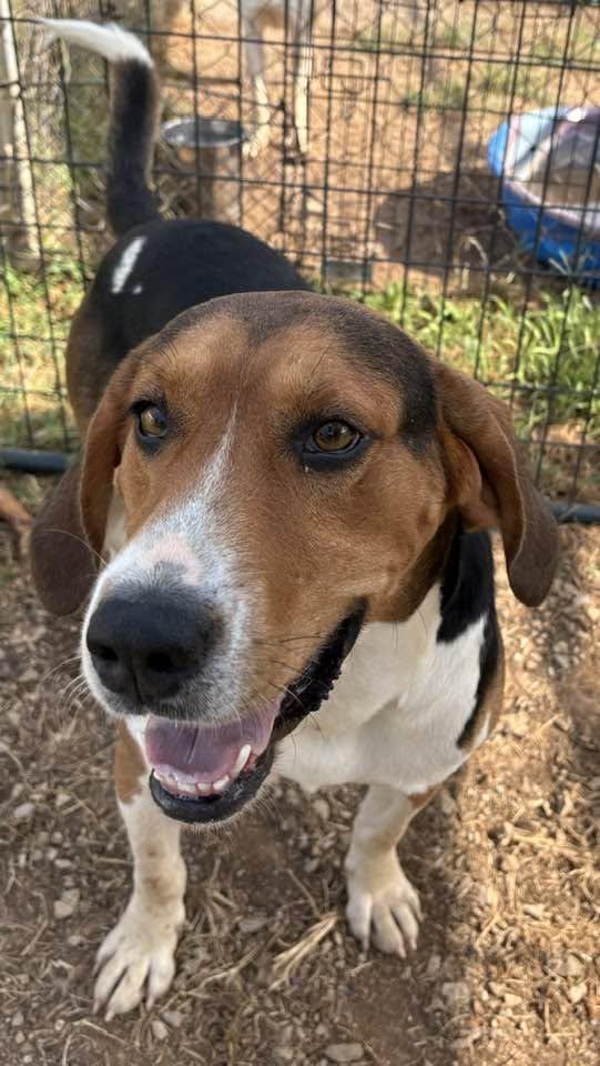 John Boy, ADOPTABLE, Adult Male Hound.