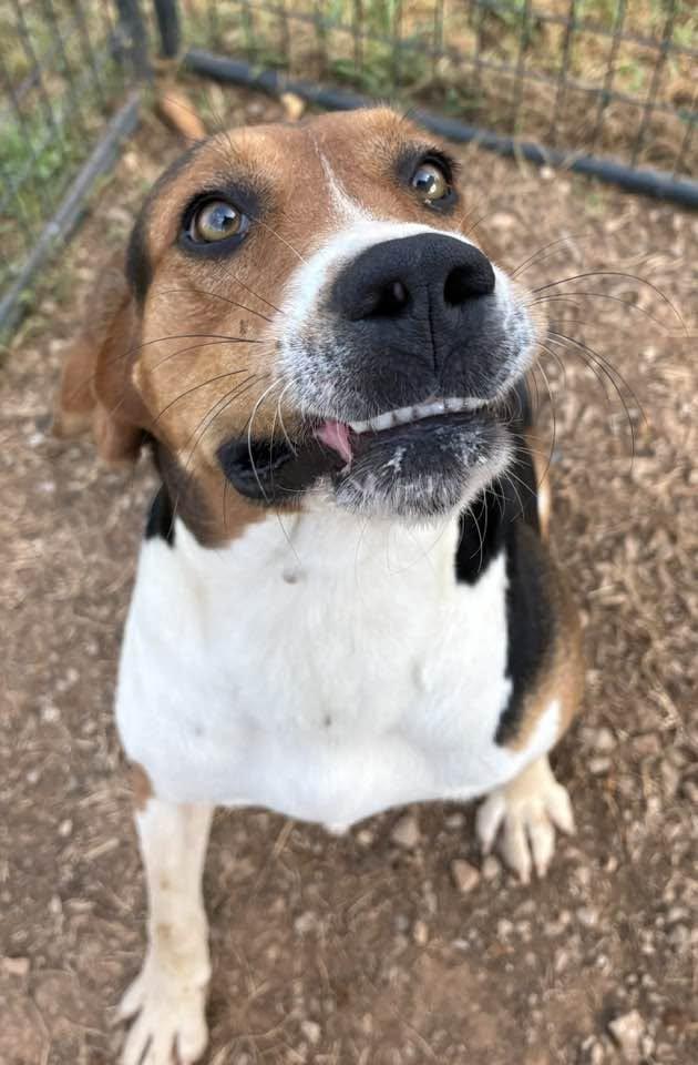 Enlarge John Boy, a ADOPTABLE Hound in Munfordville, KY image 3/3
