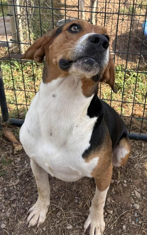 Enlarge John Boy, a ADOPTABLE Hound in Munfordville, KY image 2/3
