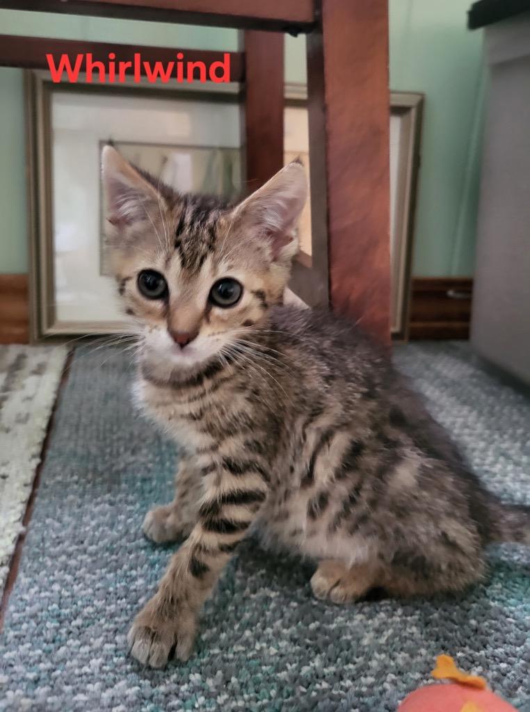 Whirlwind, Adoptable, Kitten Female Domestic Short Hair.