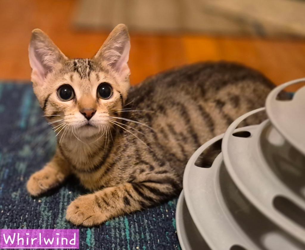 Enlarge Whirlwind, a Adoptable mixed breed in Newaygo, MI image 2/2