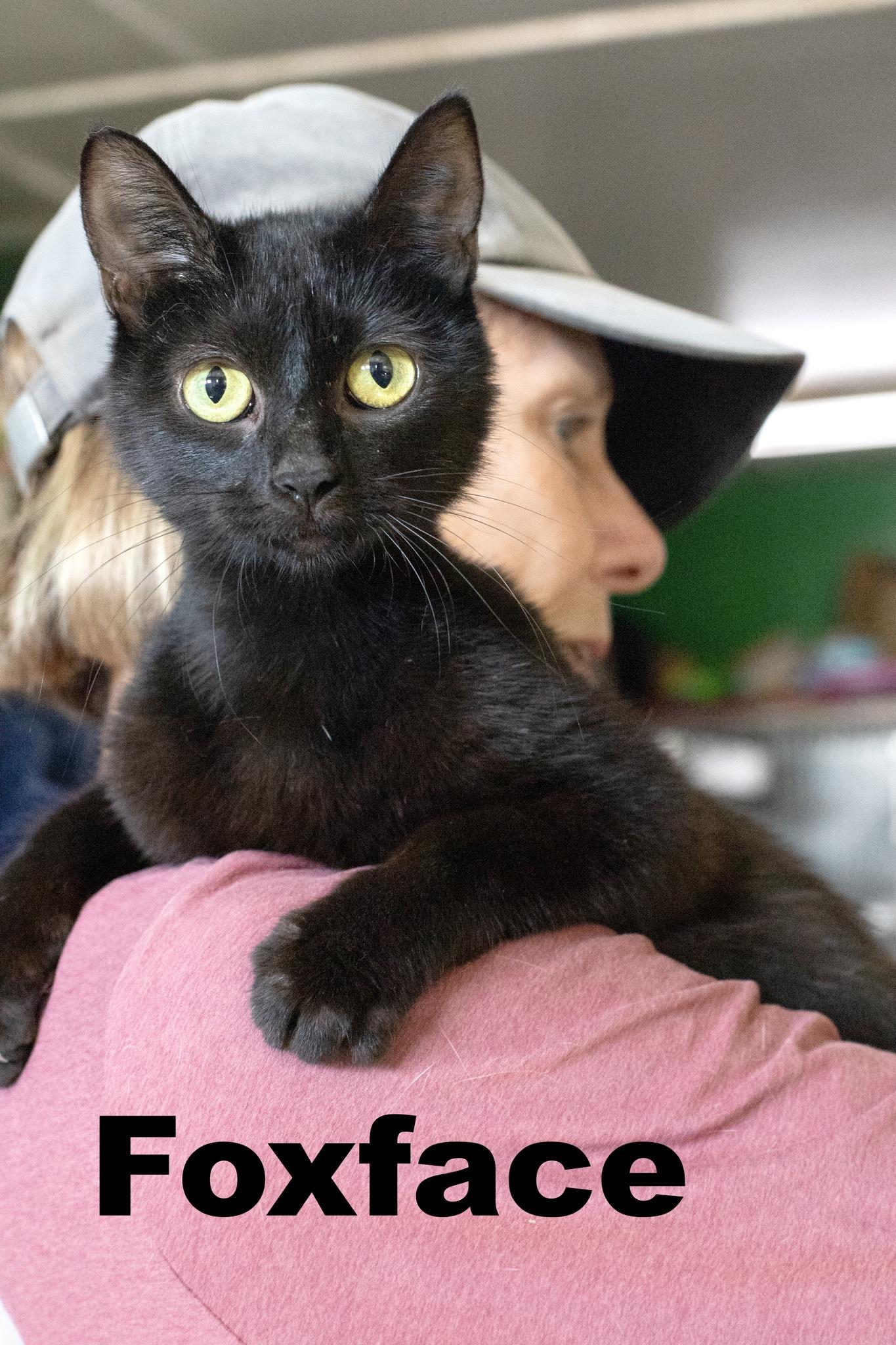 Enlarge Foxface, a Adoptable Domestic Short Hair in Macomb, IL image 1/1