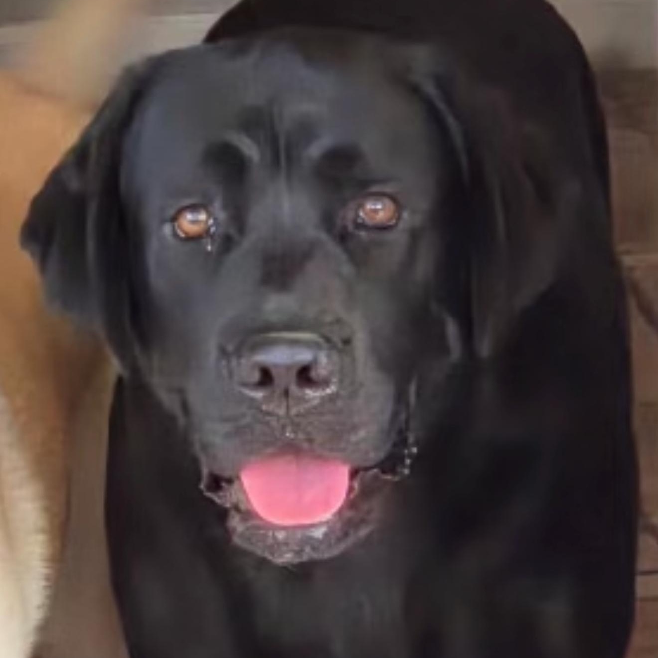 Max, adopted, Adult Male Black Labrador Retriever.