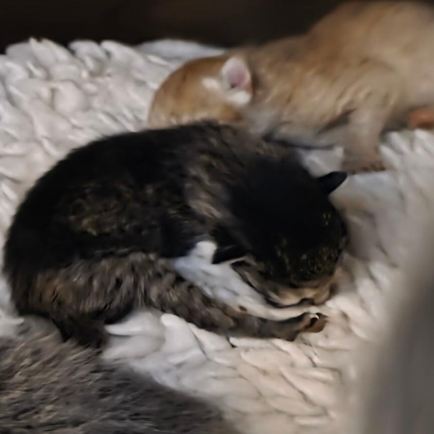 Enlarge Pudding, a Adoptable Domestic Short Hair in Port Townsend, WA image 1/6