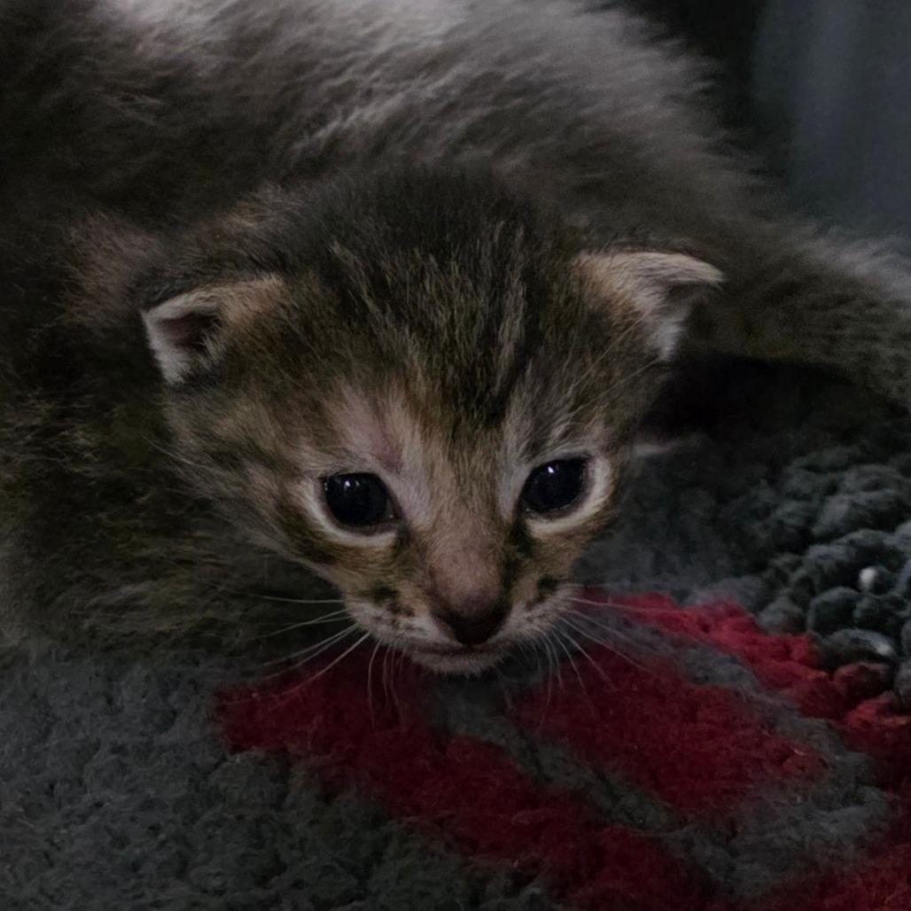 Enlarge Pudding, a Adoptable Domestic Short Hair in Port Townsend, WA image 2/6