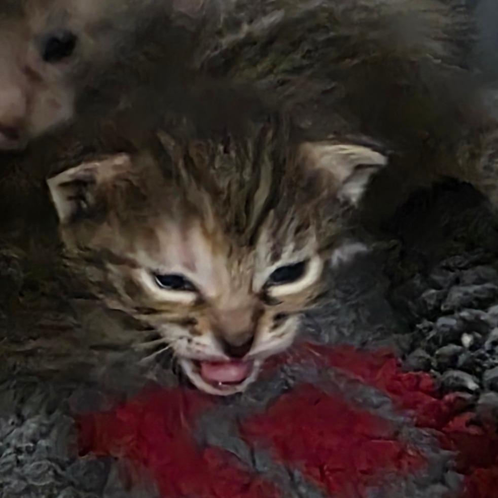 Enlarge Pudding, a Adoptable Domestic Short Hair in Port Townsend, WA image 3/6