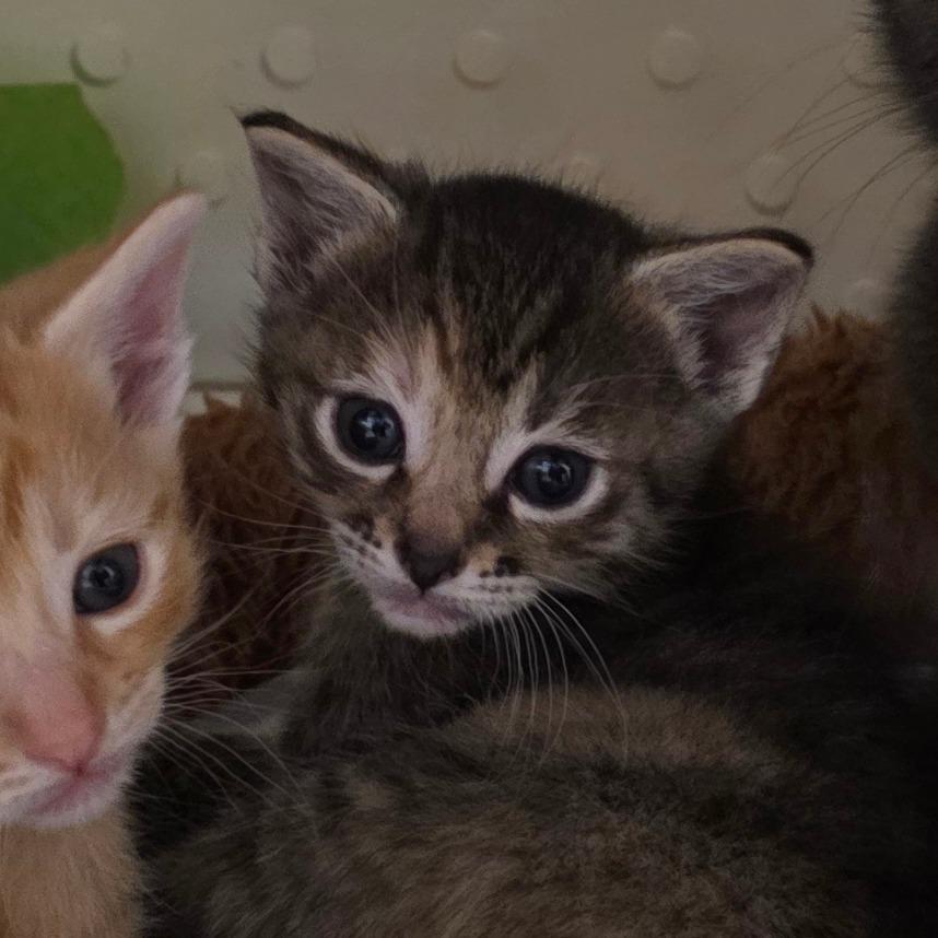 Enlarge Pudding, a Adoptable Domestic Short Hair in Port Townsend, WA image 4/6