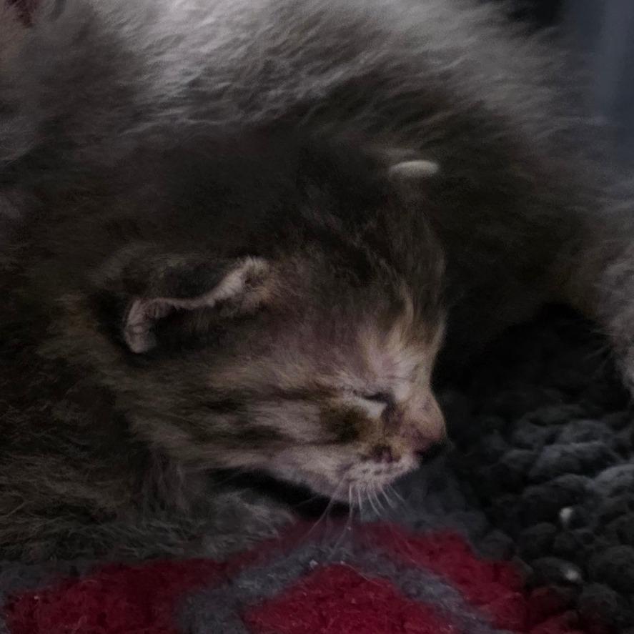 Enlarge Pudding, a Adoptable Domestic Short Hair in Port Townsend, WA image 5/6