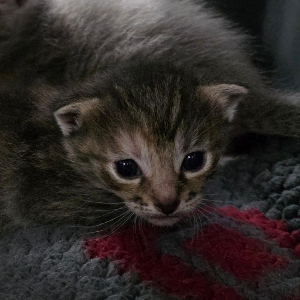 Enlarge Pudding, a Adoptable Domestic Short Hair in Port Townsend, WA image 6/6
