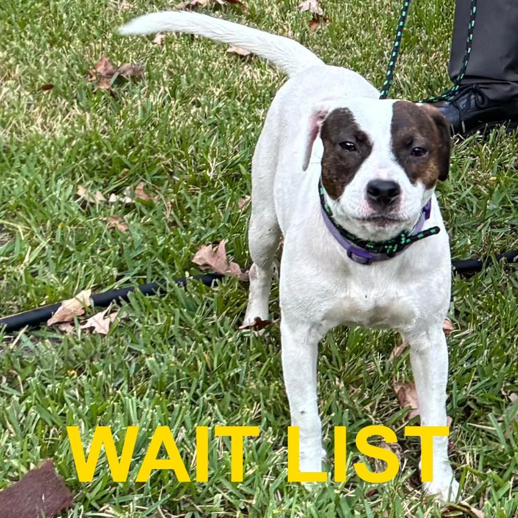 Buddy, Adoptable, Young Male Jack Russell Terrier & Mixed Breed.