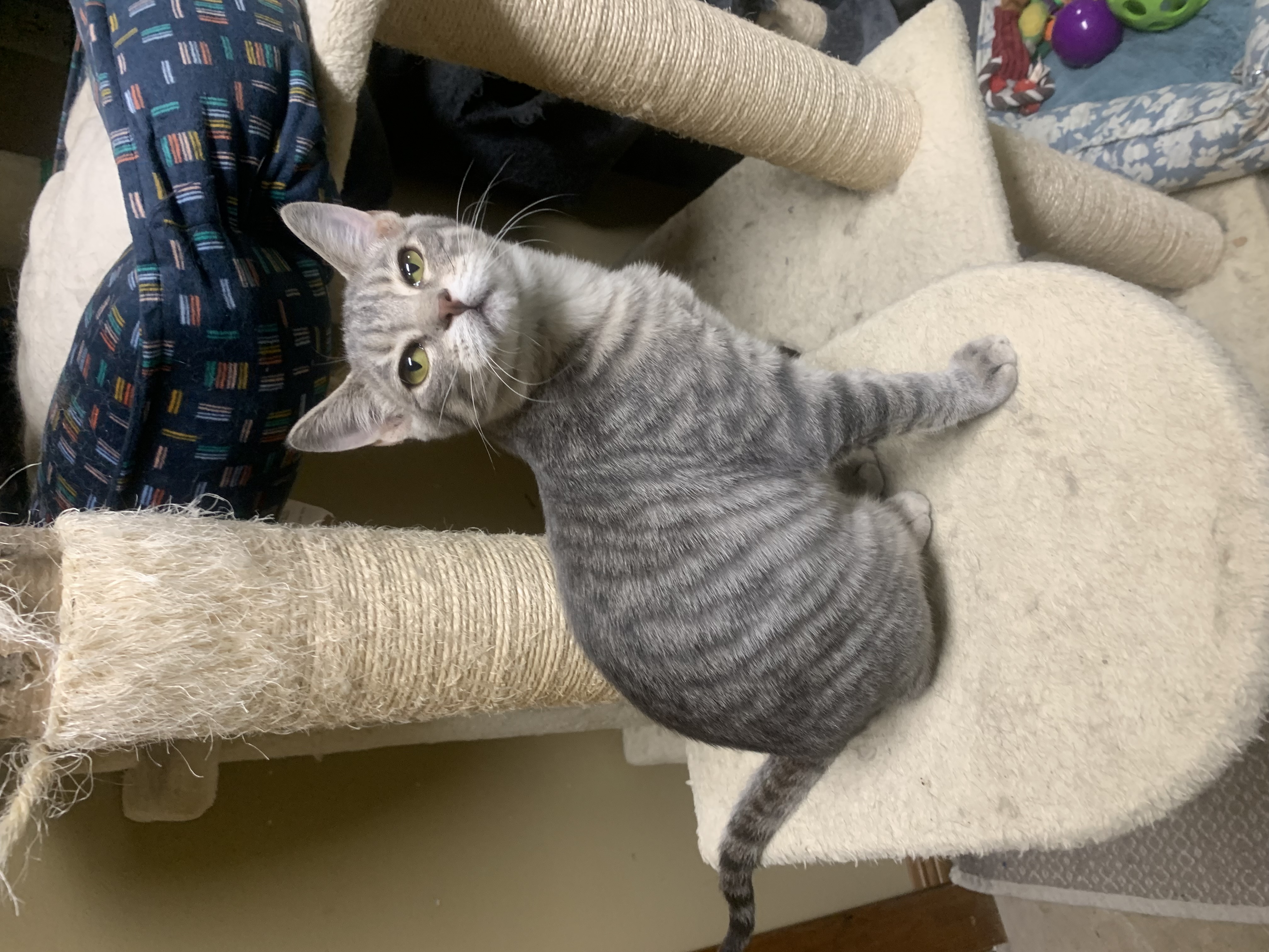 Biscuit, a Adoptable mixed breed in Warwick, RI image 6/6