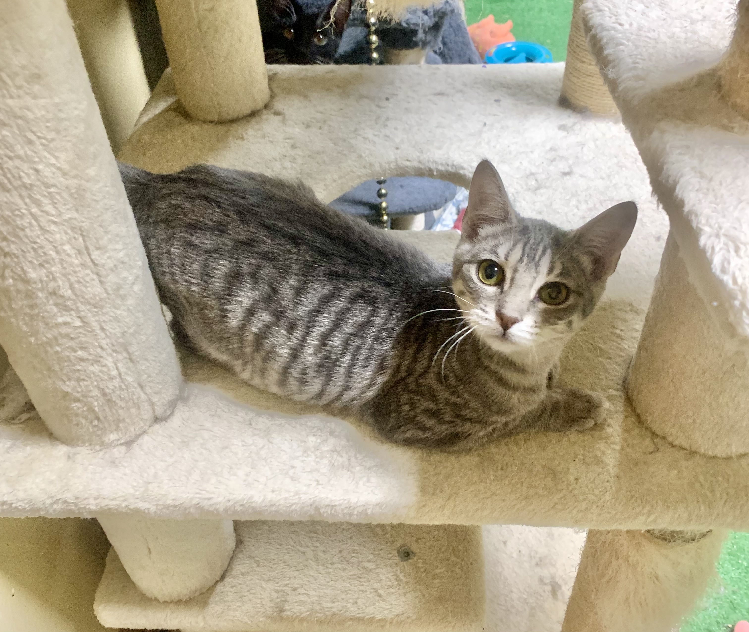 Biscuit, a Adoptable mixed breed in Warwick, RI image 5/6