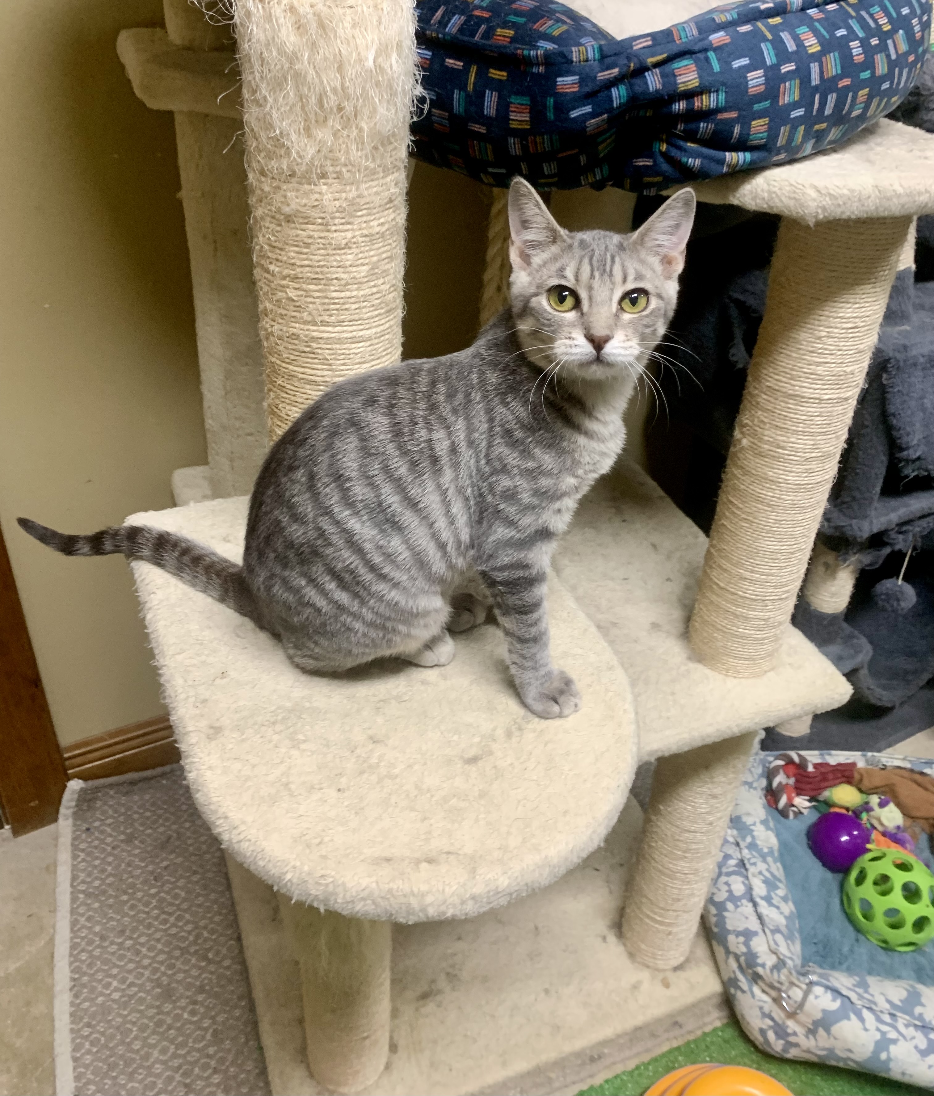 Biscuit, a Adoptable mixed breed in Warwick, RI image 1/6