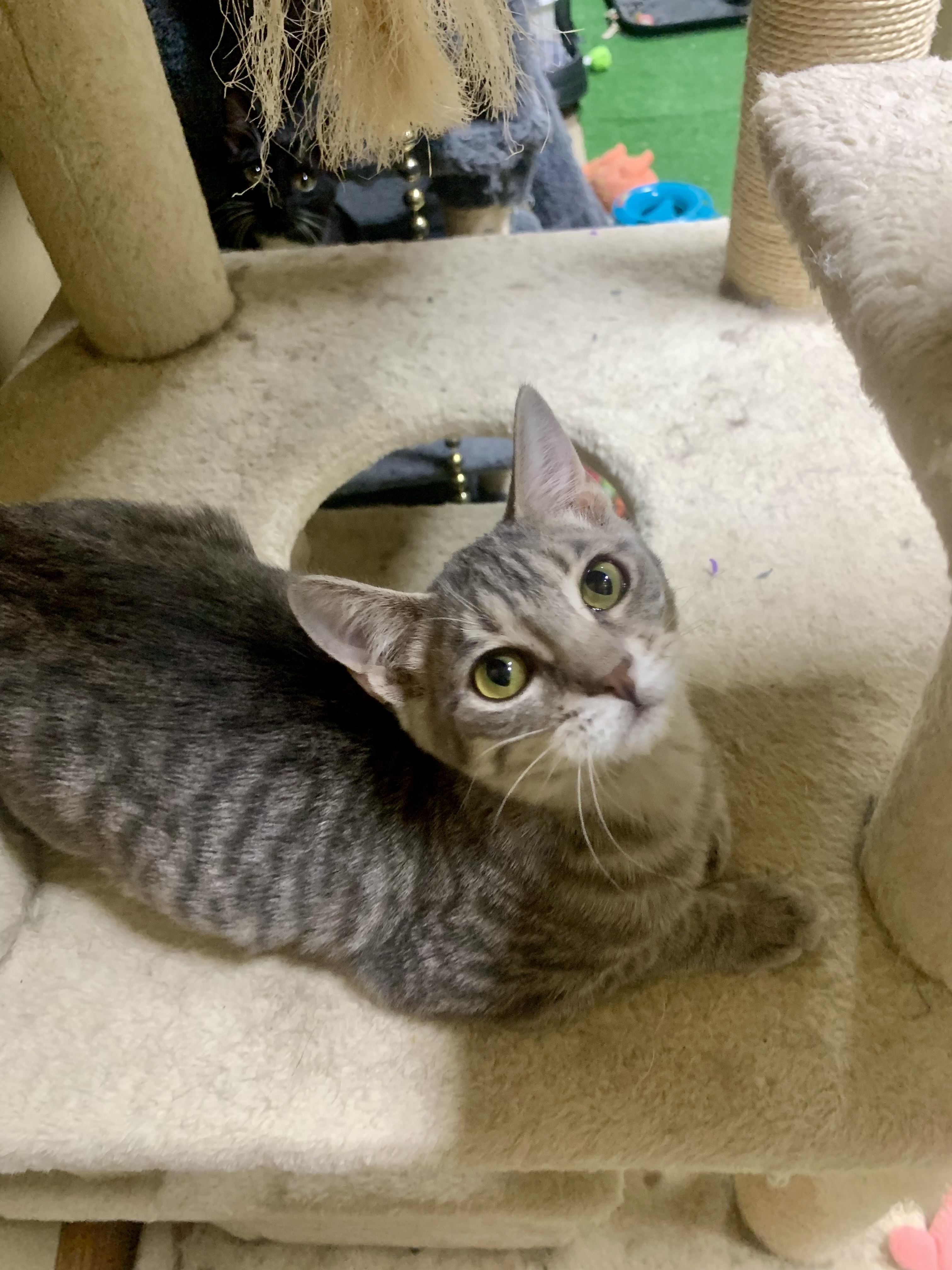 Biscuit, a Adoptable mixed breed in Warwick, RI image 2/6