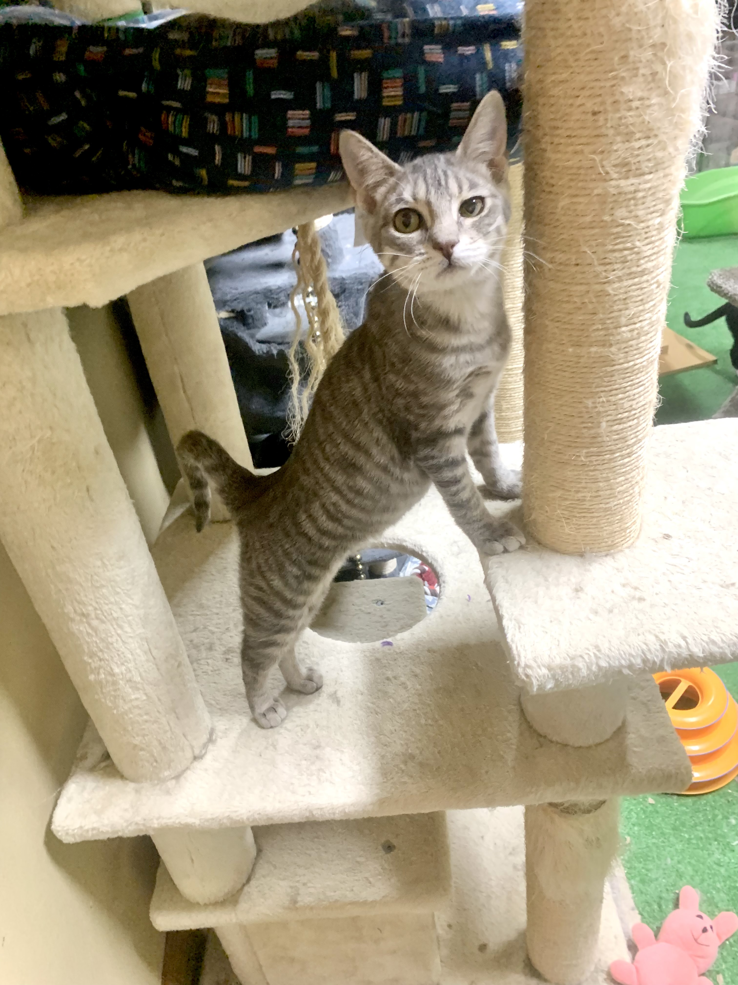 Biscuit, a Adoptable mixed breed in Warwick, RI image 3/6