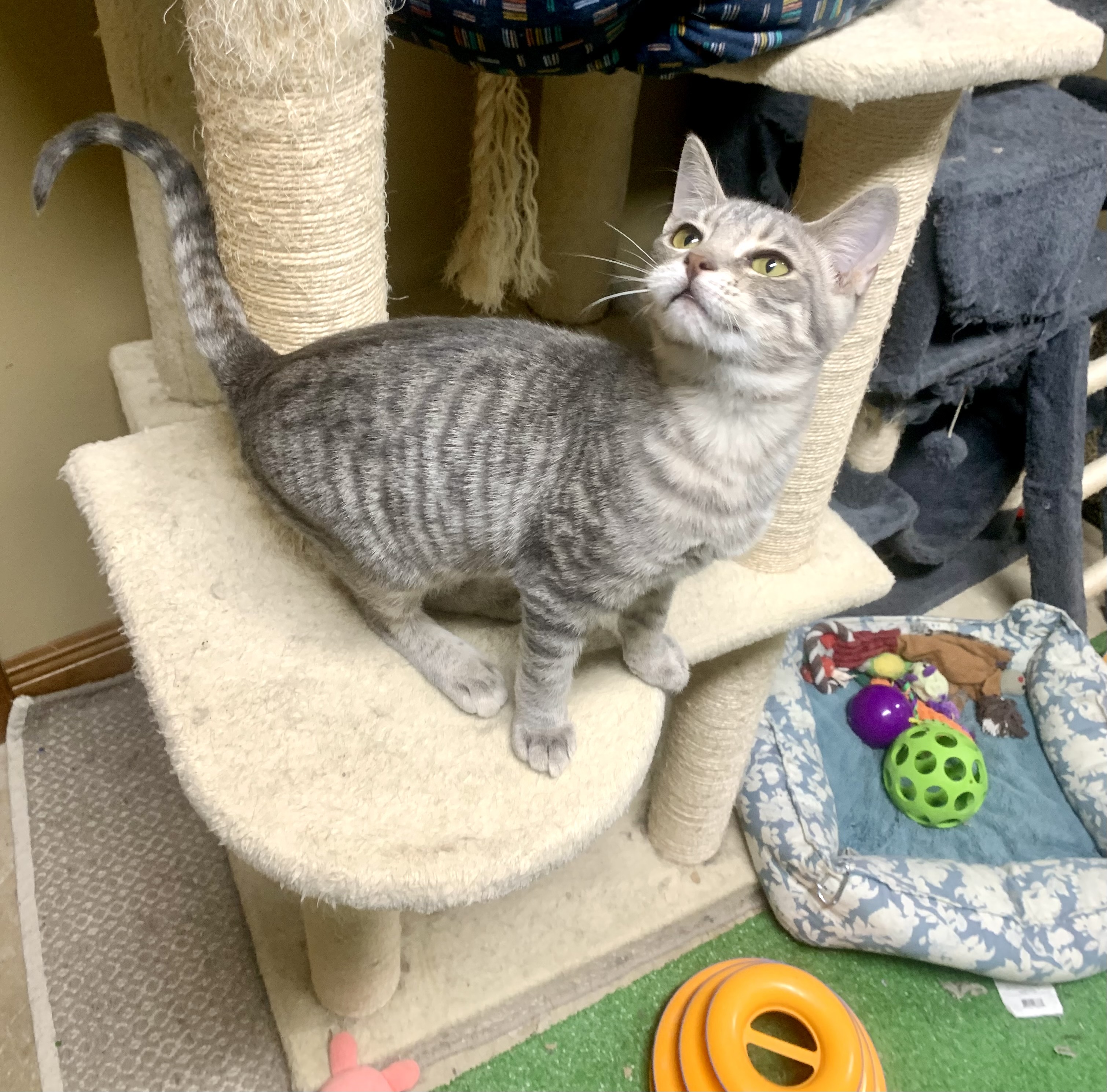 Biscuit, a Adoptable mixed breed in Warwick, RI image 4/6