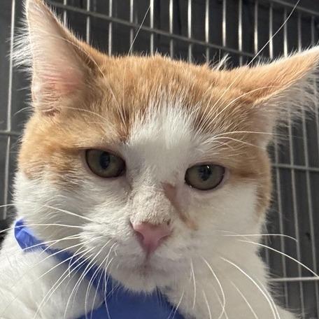 Anthony, Adoptable, Kitten Male Domestic Short Hair.